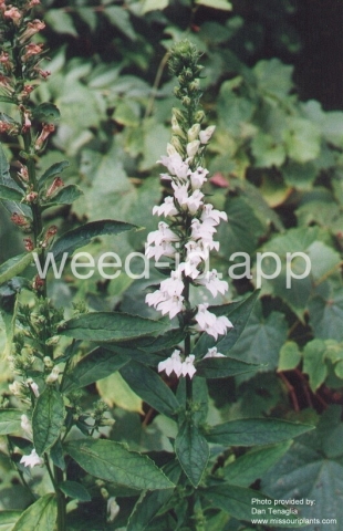 cardinal flower, blue